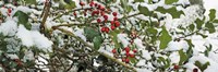 Holly Berries Covered in Snow Fine Art Print
