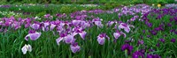 Iris Garden, Nara, Japan Fine Art Print