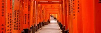 Tunnel of Torii Gates, Fushimi Inari Shrine, Japan Fine Art Print