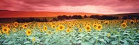 Sunflowers, Corbada, Spain Fine Art Print