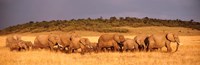 Elephant Herd, Kenya, Maasai Mara Fine Art Print
