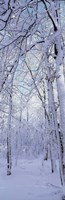 Winter Forest Fine Art Print