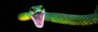 Green Vine Snake, Costa Rica Fine Art Print