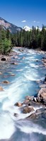 Yoho River, British Columbia, Canada Fine Art Print