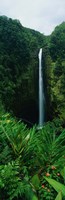 Akaka Falls Fine Art Print