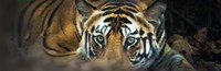 Bengal Tiger, India Fine Art Print