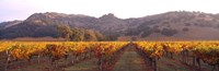 Stag's Leap Wine Cellars, Napa Valley, CA Fine Art Print