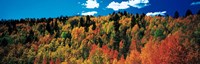 Fall Durango, Colorado Fine Art Print