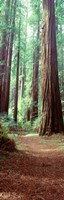 Redwood Trees, St Park Humbolt, CO Fine Art Print