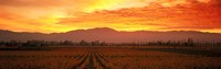 Sunset over Napa Valley Fine Art Print