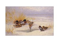 Mallard and Teal (LE) Fine Art Print