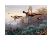 Pheasants in Flight (LE) Fine Art Print