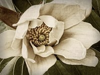 Classic Magnolia I Fine Art Print