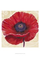 Red Poppy II Fine Art Print