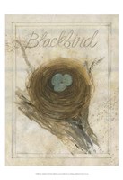 Nest - Blackbird Fine Art Print