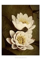 Lily Pad Duo Fine Art Print