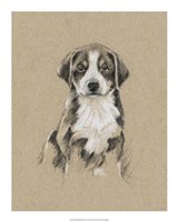 Breed Sketches II Framed Print