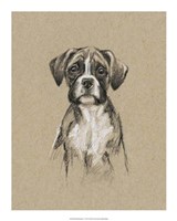 Breed Sketches V Fine Art Print