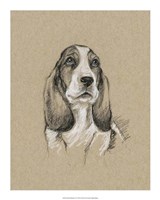 Breed Sketches VI Framed Print