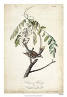 Delicate Bird and Botanical I Framed Print