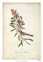 Delicate Bird and Botanical II Framed Print