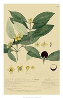 Descubes Foliage & Fruit II Fine Art Print