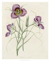 Lavender Blooms I Framed Print