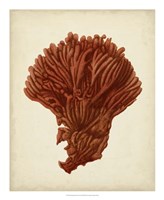 Antique Red Coral I Fine Art Print