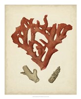 Antique Red Coral II Fine Art Print