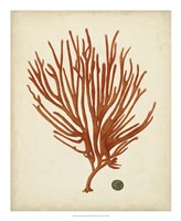 Antique Red Coral IV Framed Print