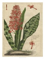 Botanical Study on Linen I Framed Print