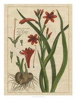 Botanical Study on Linen II Framed Print