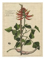 Botanical Study on Linen IV Framed Print
