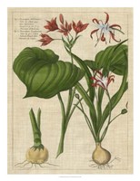 Botanical Study on Linen V Framed Print