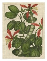 Botanical Study on Linen VI Framed Print