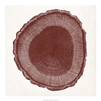 Tree Ring I Fine Art Print