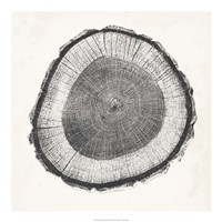Tree Ring II Framed Print