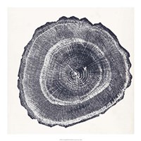 Tree Ring III Framed Print