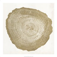 Tree Ring IV Framed Print