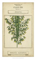 Linnaean Botany I Framed Print