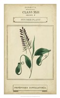 Linnaean Botany II Fine Art Print