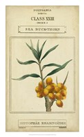 Linnaean Botany III Framed Print