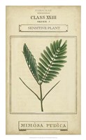 Linnaean Botany IV Framed Print