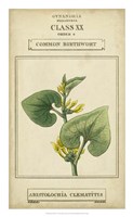 Linnaean Botany V Framed Print