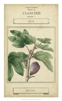 Linnaean Botany VI Framed Print