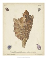 Antique Knorr Shells VI Framed Print