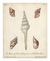 Antique Knorr Shells IX Fine Art Print