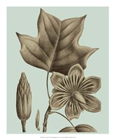 Flowering Trees I Framed Print