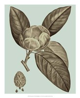 Flowering Trees VI Framed Print