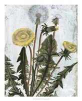 Dandelion Patina II Fine Art Print
